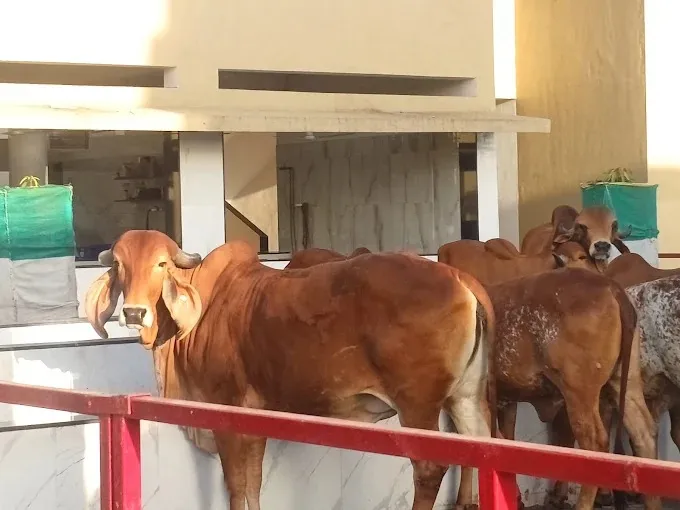 Gaushala